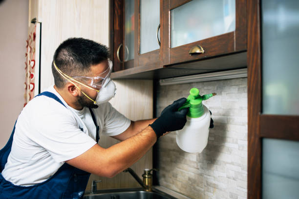 Best Wasp Removal Services  in Meadview, AZ