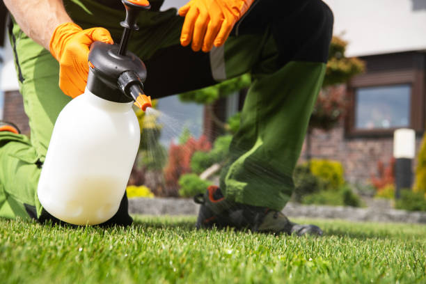 Best Flea Control Services  in Meadview, AZ