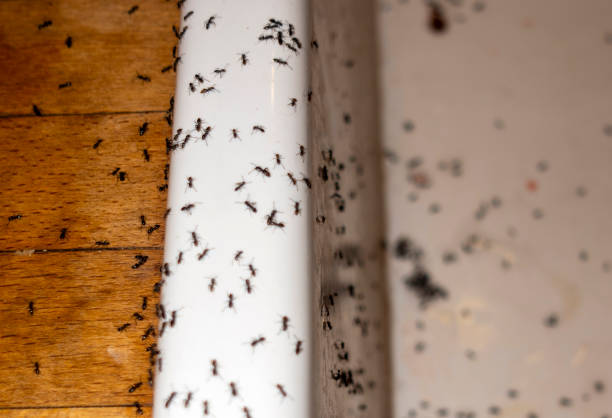 Best Wildlife Control Services  in Meadview, AZ