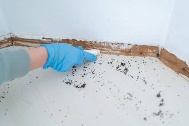 Best Pest Control for Homes  in Meadview, AZ